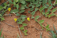 Crotalaria angulata